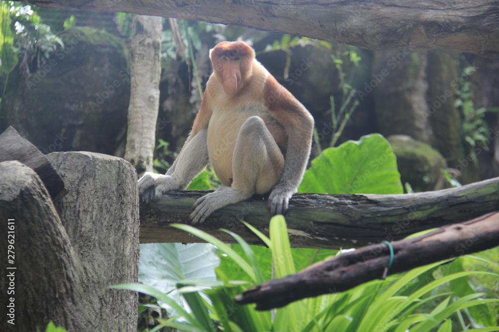 Fototapeta premium monkey