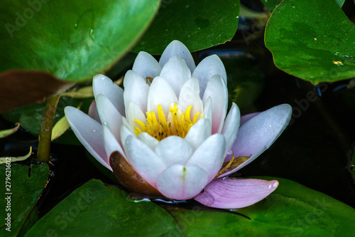 Beautiful white lotus flower with green leaf in the pond. Macro. Close-up