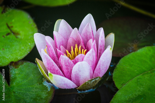 Beautiful pink waterlily or lotus flower in pond. Macro. Close-up
