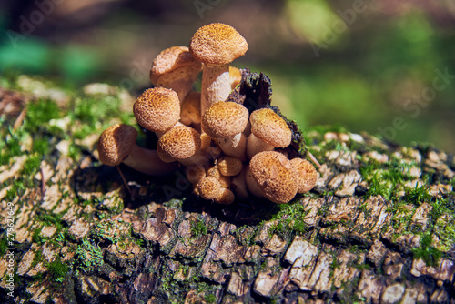 Wild mushrooms on a tree snag. In a wild forest