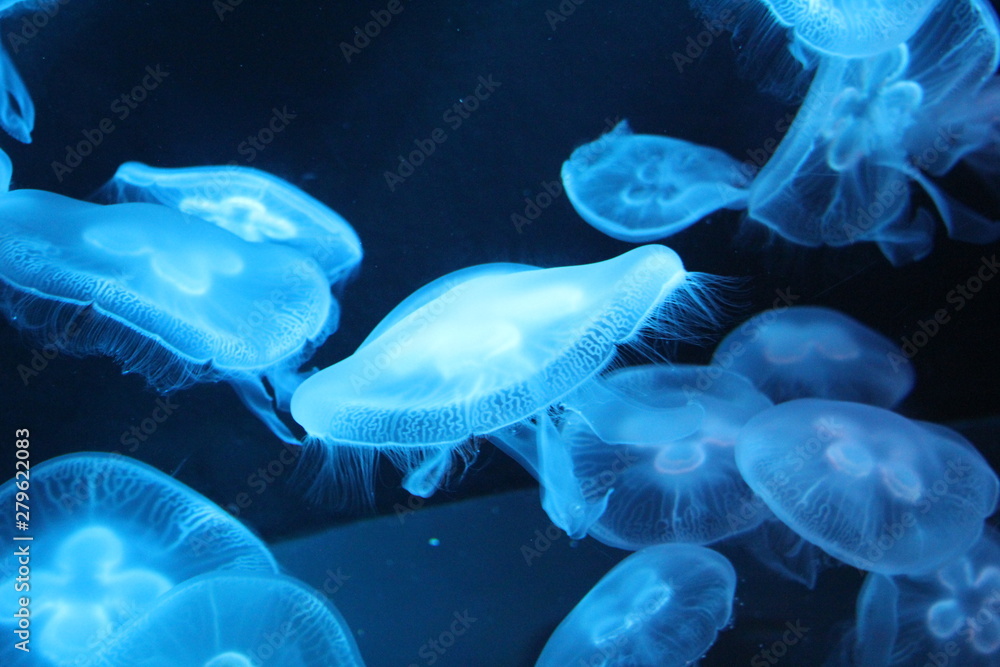 Obraz premium fish in aquarium