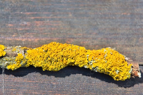 Yellow lichen on the bark of a tree. Tree trunk affected by lichen. Moss on a tree branch. Textured wood surface with lichens colony. Fungus ecosystem on trees bark.  Common orange lichen. Soft focus photo