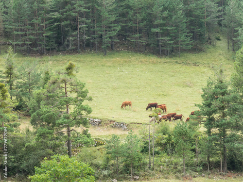 Cows grazing in a meadow in the Sierra del Cadí, pre-Pyrenees mountain in Catalonia