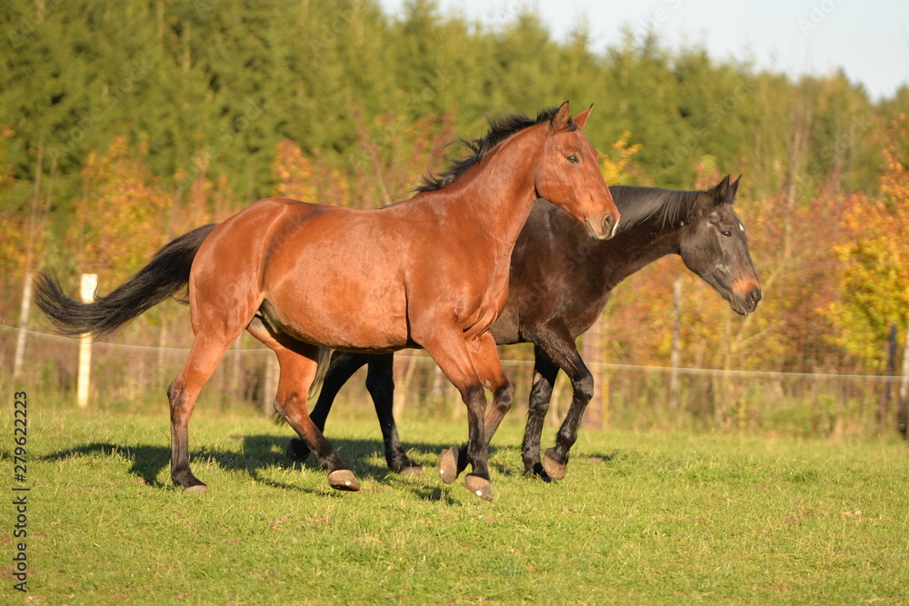 Obraz premium Zwei Warmblüter galoppieren über die Wiese