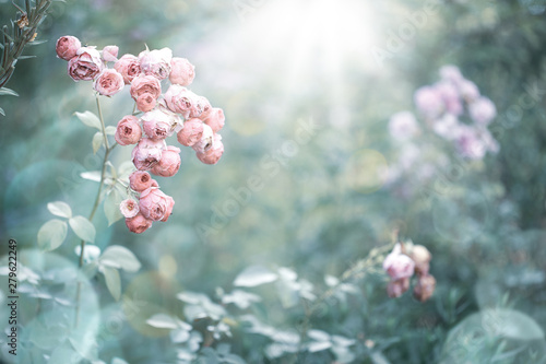 Romantic vintage rose flowers in diffuse sun light with bokeh  -  Retro filter background 