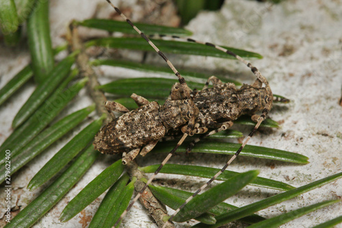 Fir timberman beetle, a rare species of longhorn beetle occurring in European forests. Endangered beetle dwelling in silver fir in its natural environment.