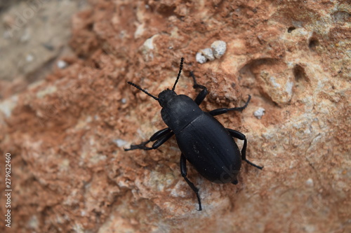 Galeruca tanaceti (leaf beetle) on the stone