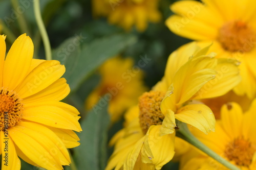 bee flower natural
