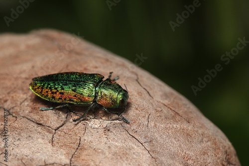 Lime tree jewel beetle. A colorful insect species occurring in Europe in its natural environment.