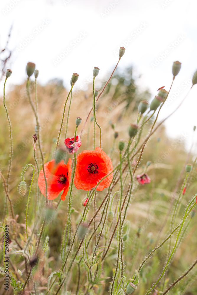 Fototapeta premium Wiese mit Klatschmohn