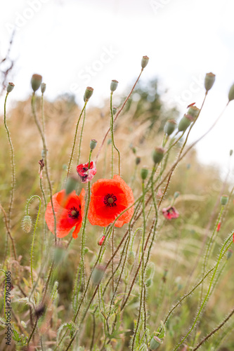 Wiese mit Klatschmohn