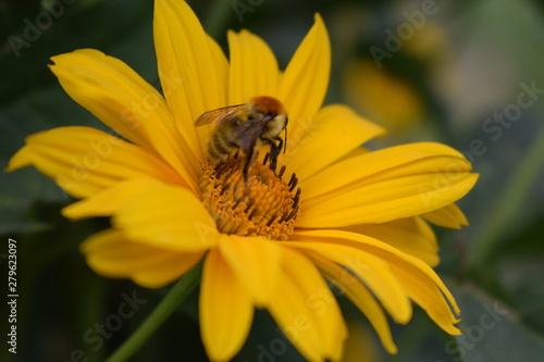 bee flower natural