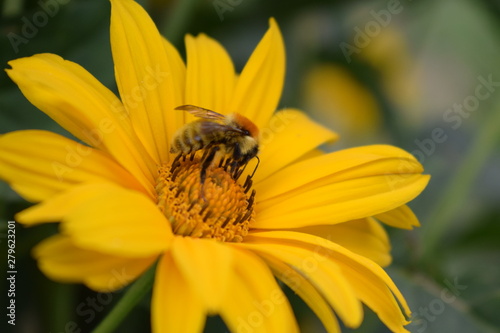 bee flower natural © Марина Волчкова