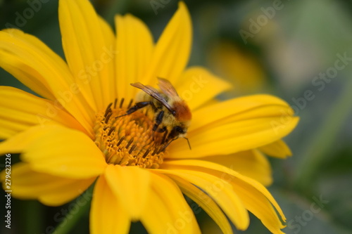 bee flower natural