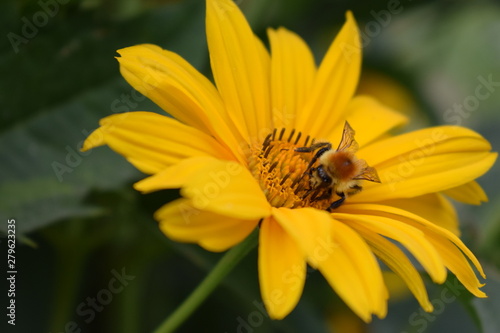 bee flower natural
