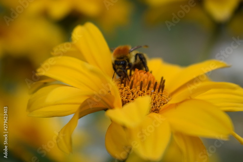 bee flower natural