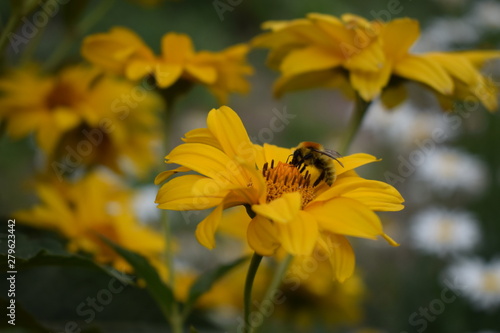 bee flower natural