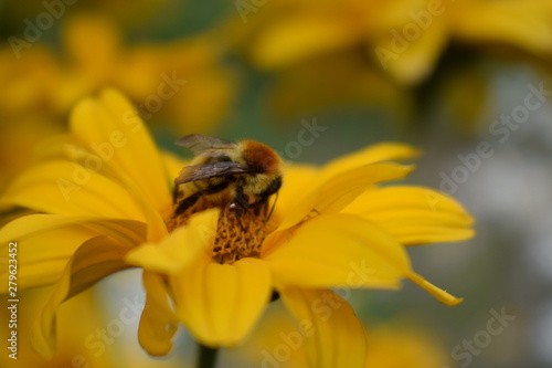 bee flower natural