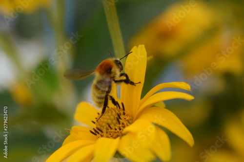 bee flower natural