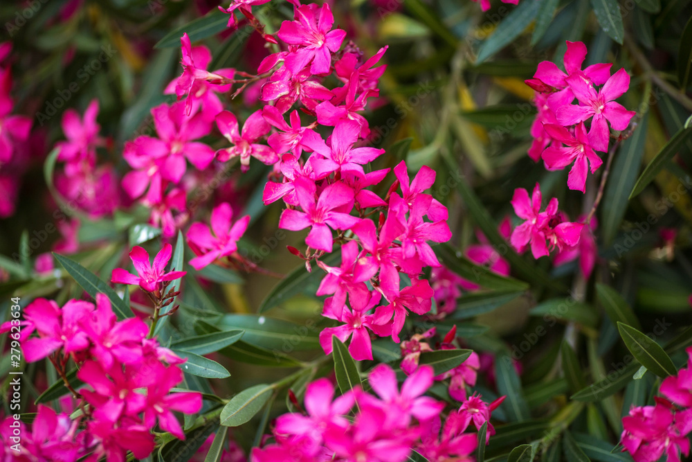 Branches of the lushly blooming Magenta oleander with five petals. Many flowers. Close-up. Summer trees of Portugal. Branches of the lushly blooming Magenta oleander with five petals. Many flowers. Close-up. Summer trees of Portugal.