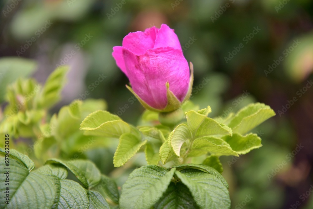Beautiful pink rose bud with selective focus and blurred green leaves on background. Romance rose blooming in summer garden. Beaty in nature. Pink flowers on a rose bush. Spring blossom 