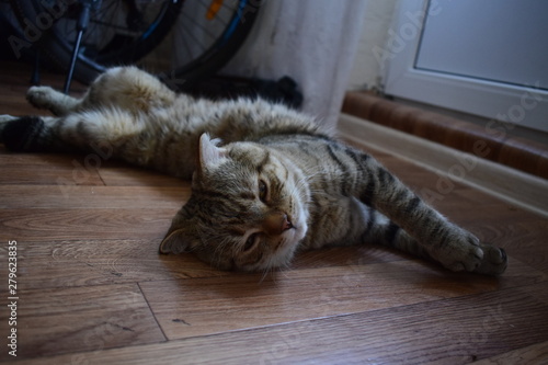 cat