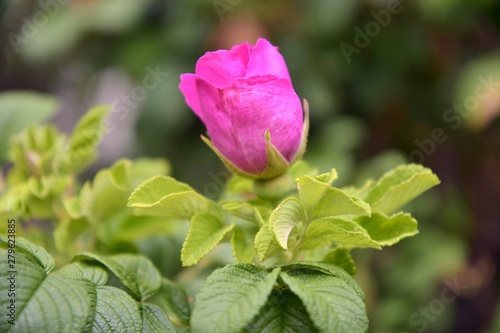 Beautiful pink rose bud with selective focus and blurred green leaves on background. Romance rose blooming in summer garden. Beaty in nature. Pink flowers on a rose bush. Spring blossom 