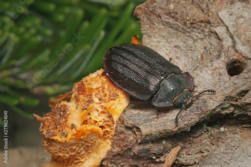 A rare European bark gnawing beetle living in dead wood. Close up picture of the endangered species in its natural habitat.