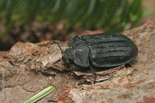 A rare European bark gnawing beetle living in dead wood. Close up picture of the endangered species in its natural habitat.