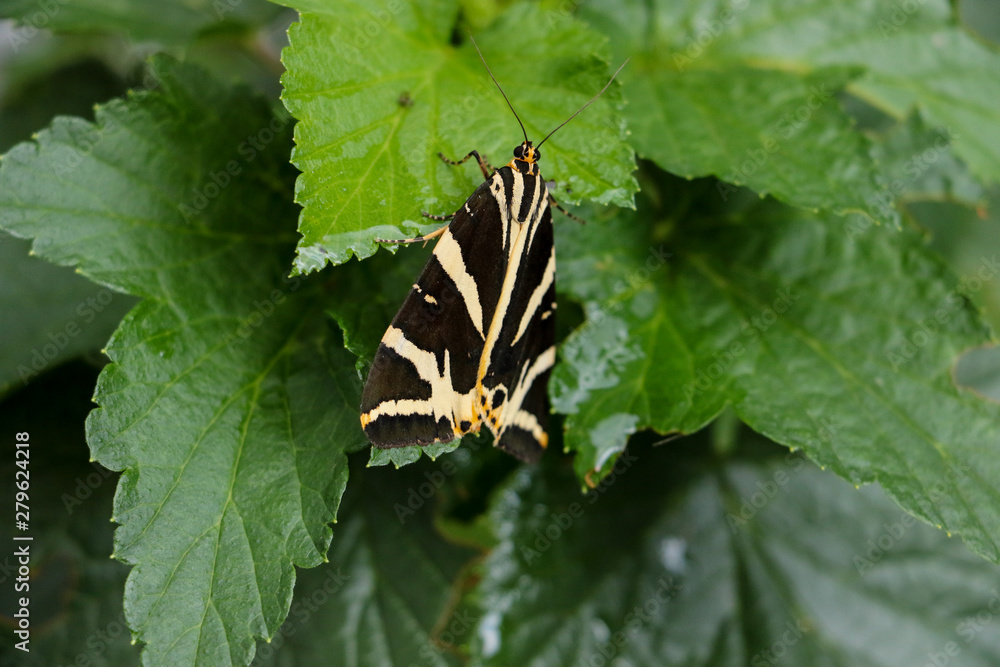 A Jersey Tiger moth 'Euplagia quadripunctaria' with it's black wings and white strips rests on a green leaf in North London in July. A Jersey Tiger moth 'Euplagia quadripunctaria' with it's black wings and white strips rests on a green leaf in North London in July.