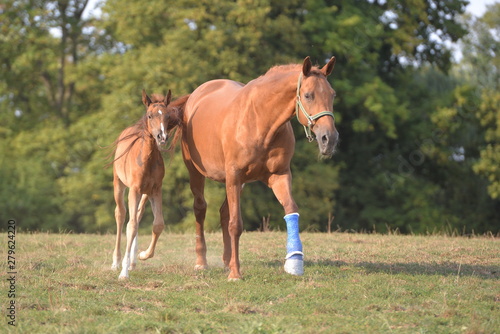 Foal with Mother