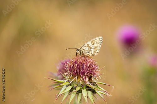 A butterfly on a purple flower. Castelluccio di Norcia, Apennines, Umbria, Italy