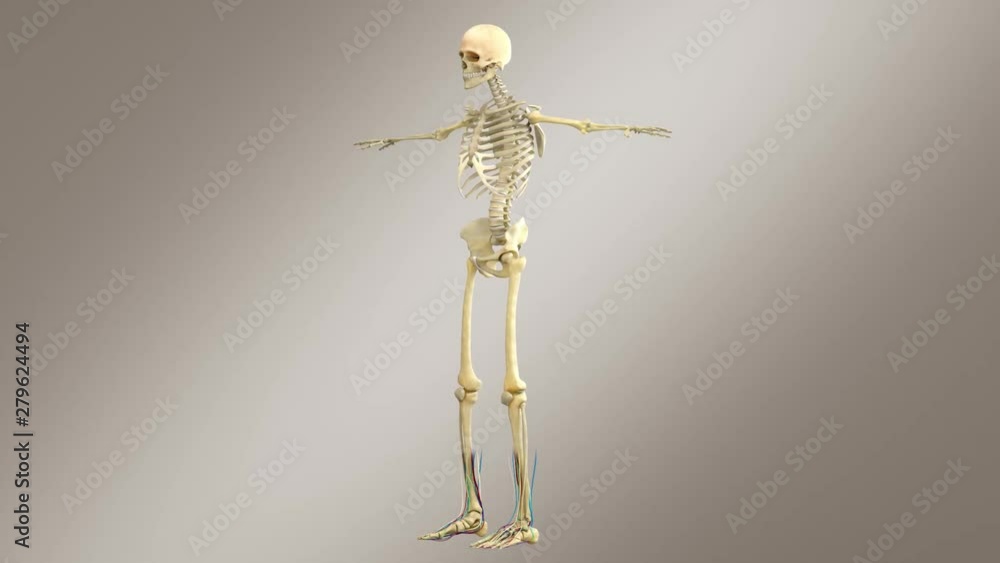 Human Male Anatomy - Skeleton With Nerves, Veins, Arteries And Muscle System Fading In Human Male Anatomy - Skeleton With Nerves, Veins, Arteries And Muscle System Fading In