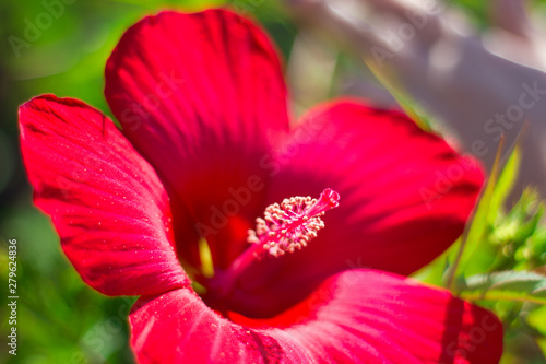 Beautiful scarlet hibiscus close up  flower gift