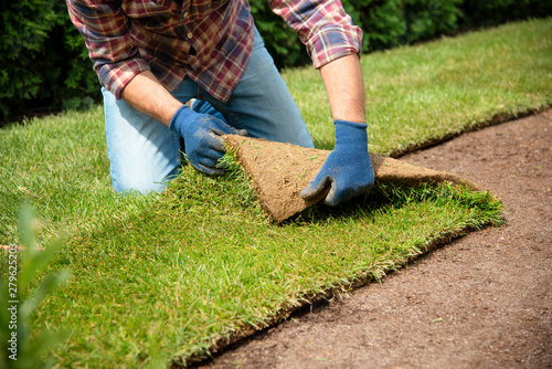 Photography Installing turf rolls in the garden