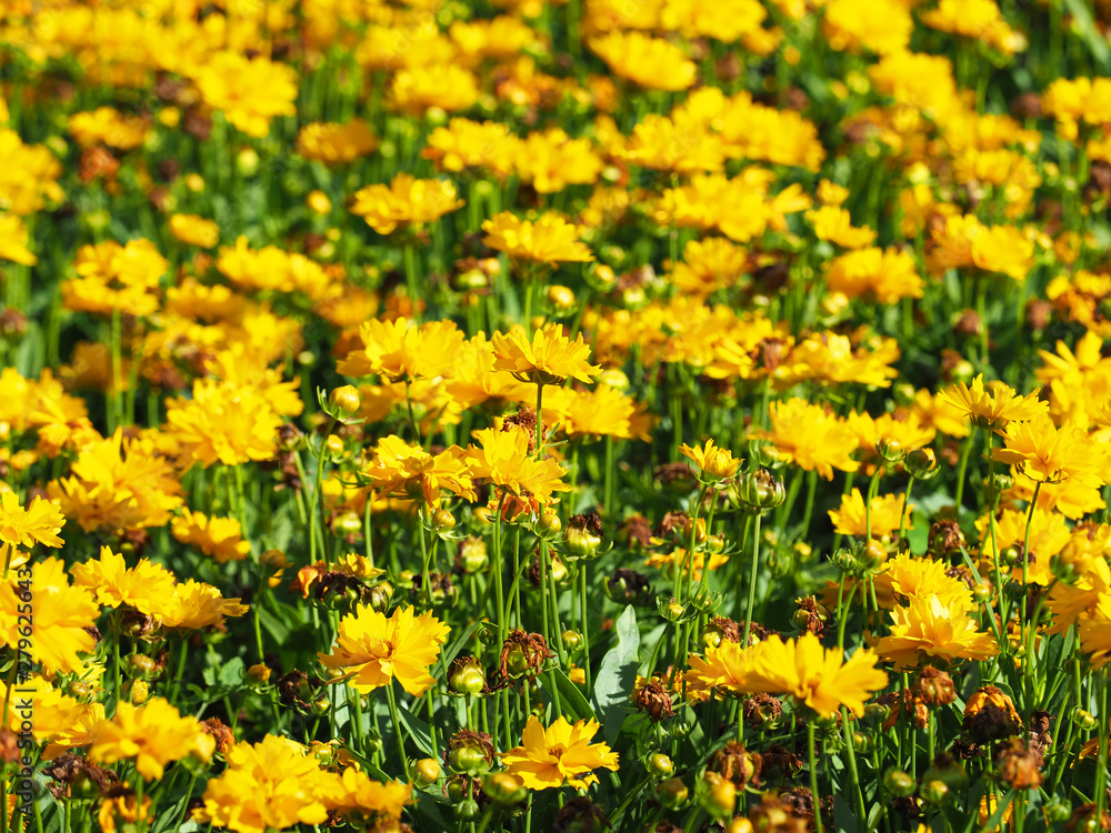 Yellow flowers of coreopsis. Coreopsis lanceolata in garden, flower bed