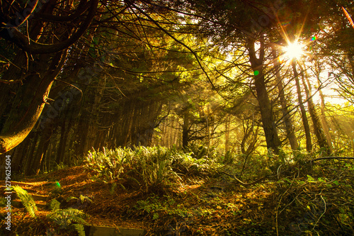 Sun flares shine thru pine tress forest park as background