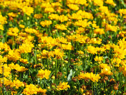 Yellow flowers of coreopsis. Coreopsis lanceolata in garden  flower bed