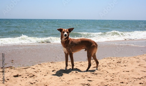 brown dog at beach
