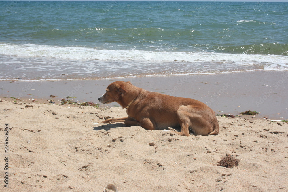 dog in the beach