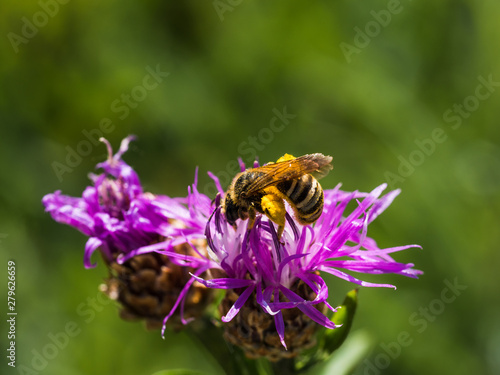 bee collecting pollen from a purple flower