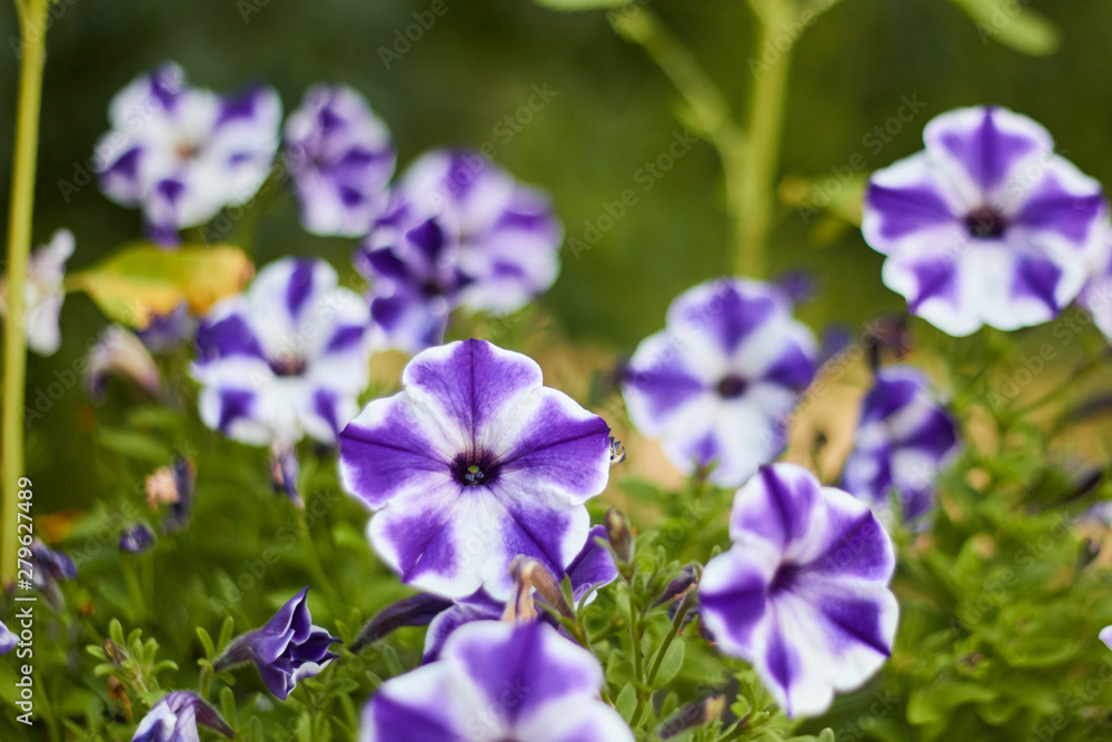 flower, purple, nature, flowers, spring, plant, green, blue, garden, summer, flora, bloom, macro, blossom, violet, beauty, petal, floral, pink, beautiful, wild, blooming, leaf, botany, meadow flower, purple, nature, flowers, spring, plant, green, blue, garden, summer, flora, bloom, macro, blossom, violet, beauty, petal, floral, pink, beautiful, wild, blooming, leaf, botany, meadow