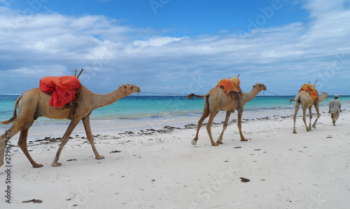 Camels crossing a white beach