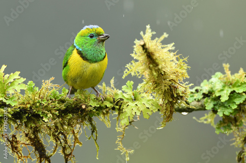 Golden-browed chlorophonia sitting on branch in rain photo