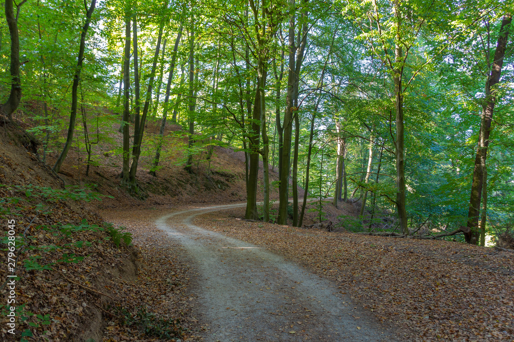 Fototapeta premium Straße im Wald