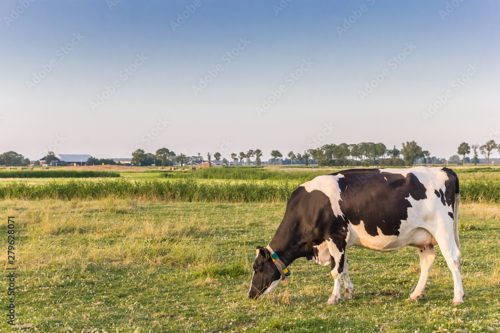 Single white cow in the landscape of Groningen, Netherlands Single white cow in the landscape of Groningen, Netherlands
