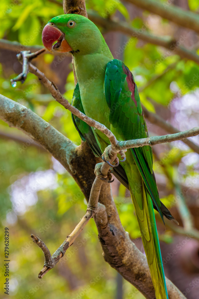 Green parrot on tree in natural habitat, beautiful bright green color.