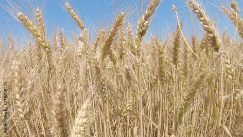 Wallpaper Mural Inside A Wheat Field Torontodigital.ca