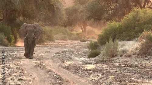Desert elephant (Loxodonta africana) two bulls, walking in the dry Hoanib river bed, in early morning light,Namibia.