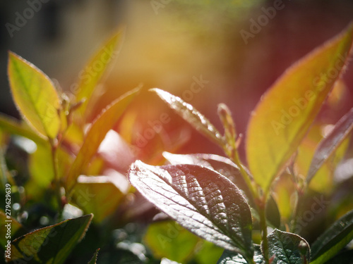 morning shot of tea leaf with ray of lights background